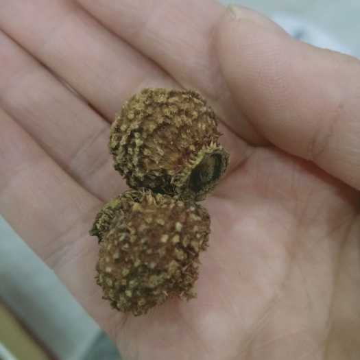龙里县刺梨