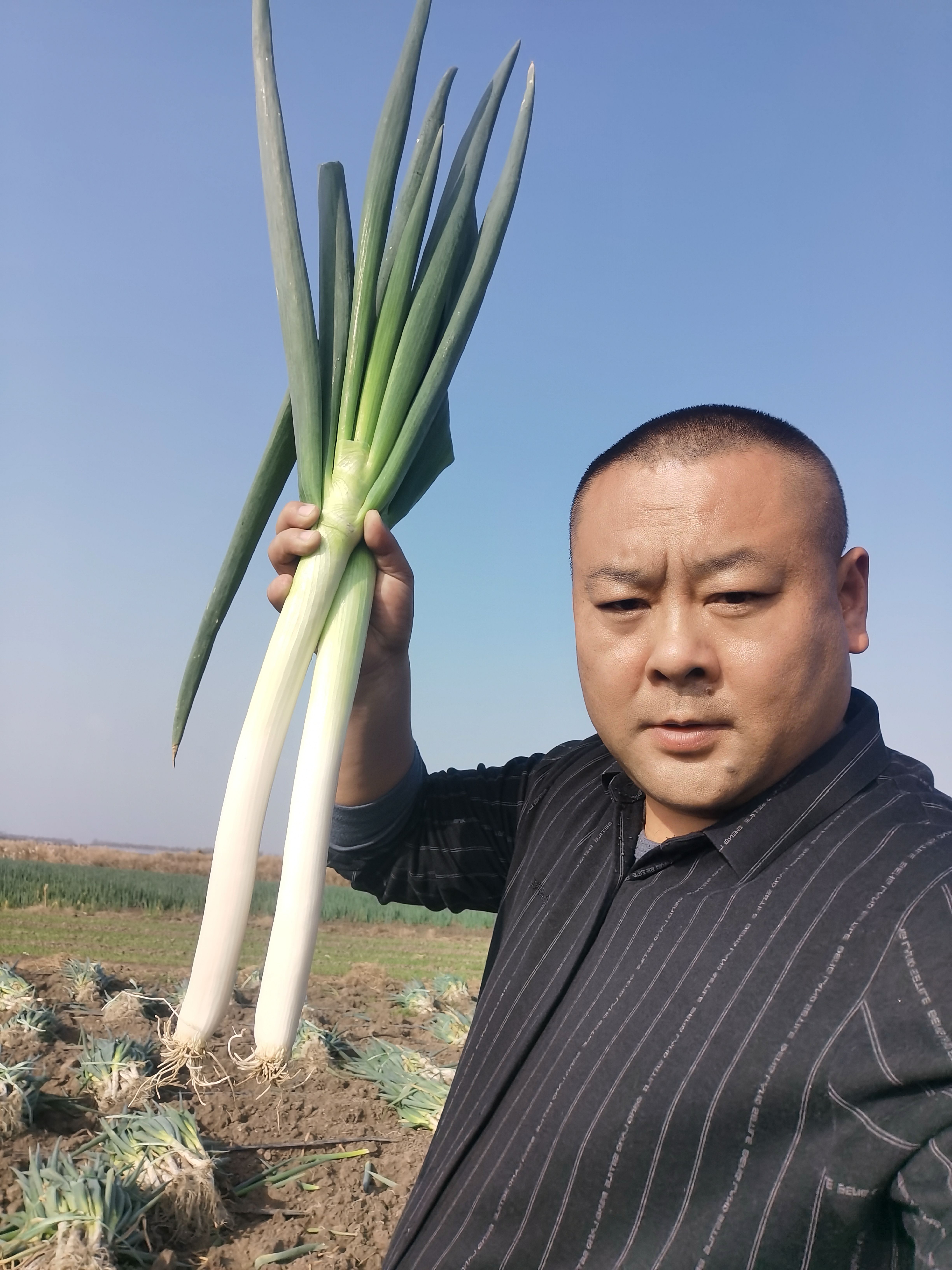铁杆大葱 平度大葱