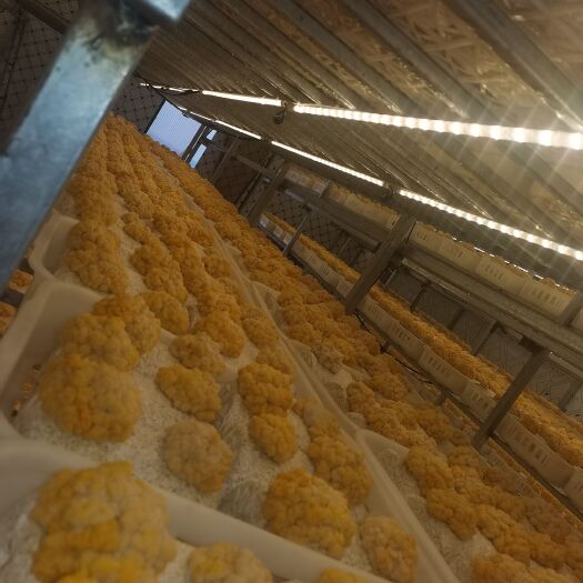 太康县金耳菌包