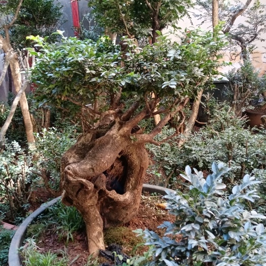 开远市瓜子黄杨盆景