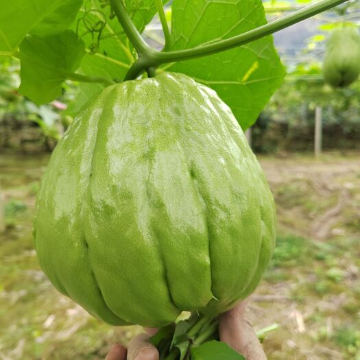 河口县云南红河新鲜脆甜佛手瓜（洋瓜、吊瓜）
