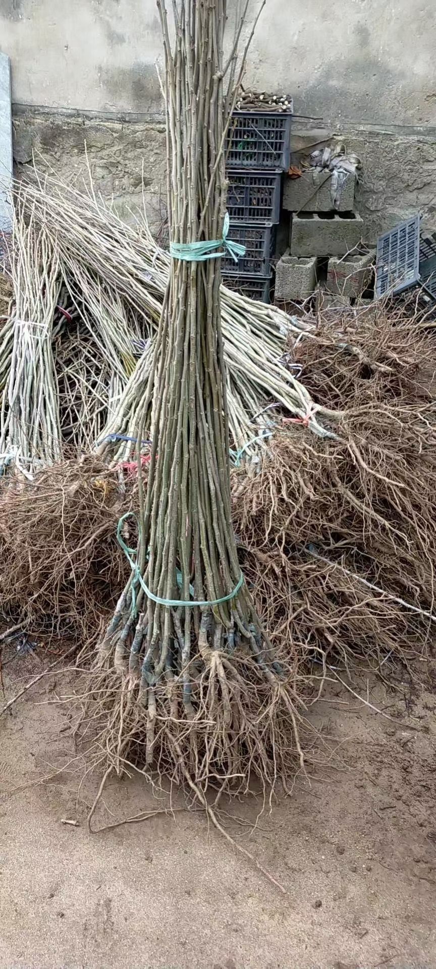 嫁接泰山大红袍板栗苗 香甜软糯的板栗苗品种