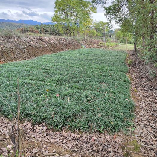 郴州细叶麦冬草