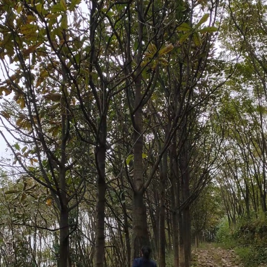 沅陵县高山厚朴，可整株，可分类，后期还有黄柏出售有需求老板可以联系