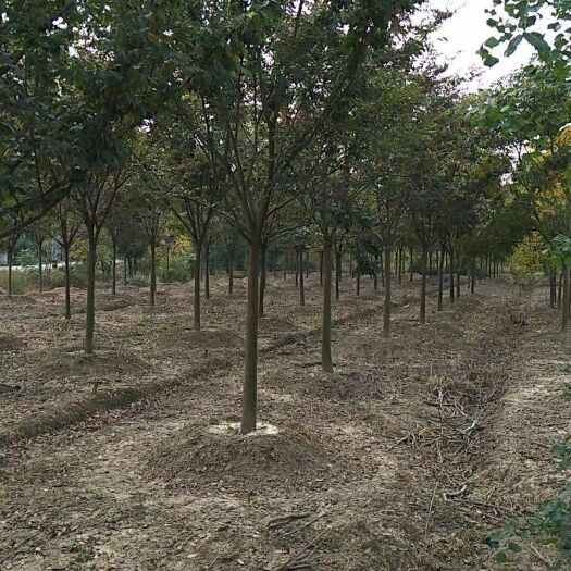 长沙榉树