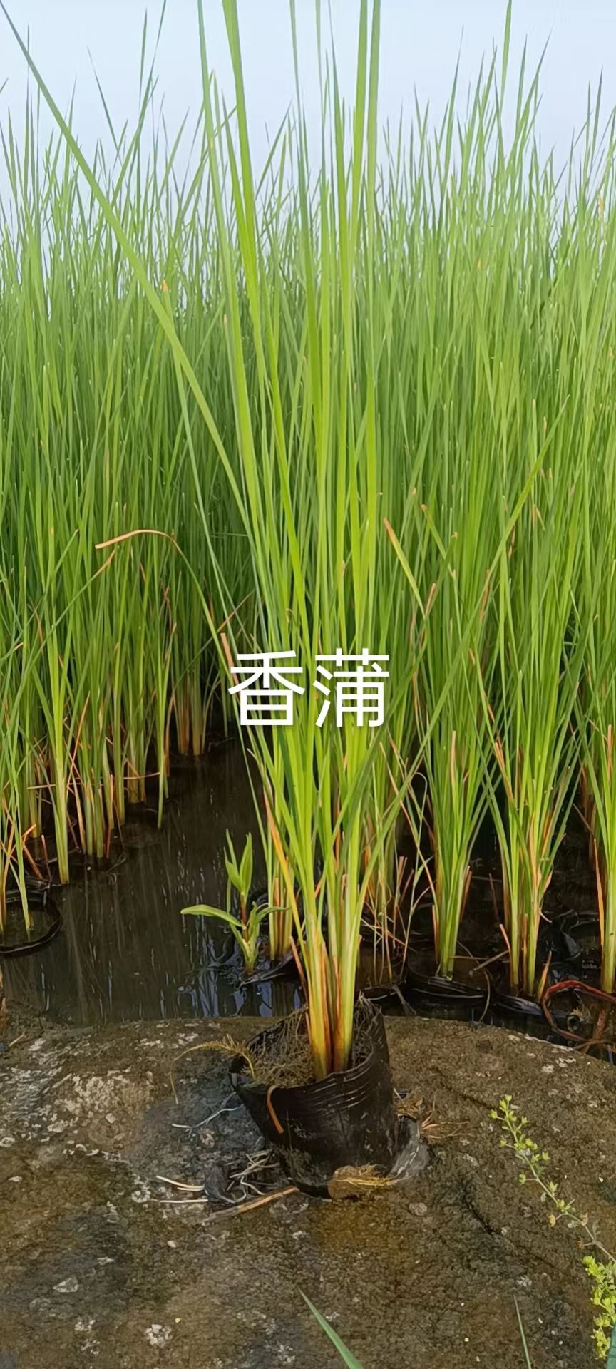 芦苇苗，景观绿化工程，全国销售