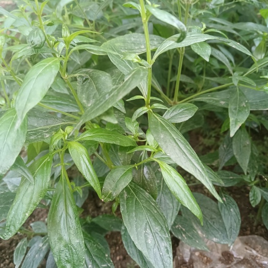 五华县中草药穿心莲树苗一见喜苦草苗高30厘米以上多分枝