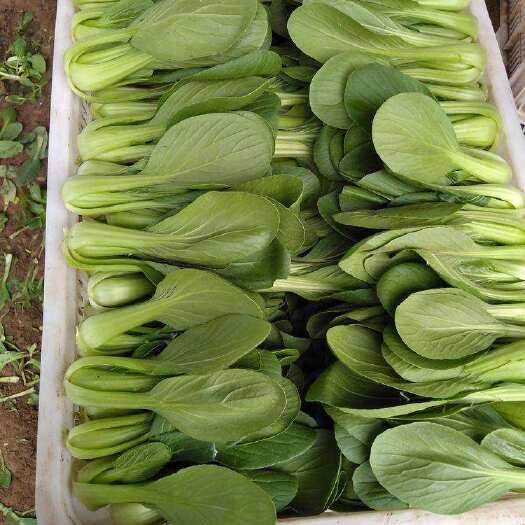 曹县油麦菜菠莱上海青