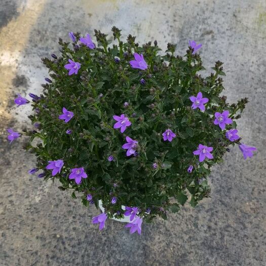 12cm盆风铃花 丹麦风铃 单瓣重瓣共两个品种