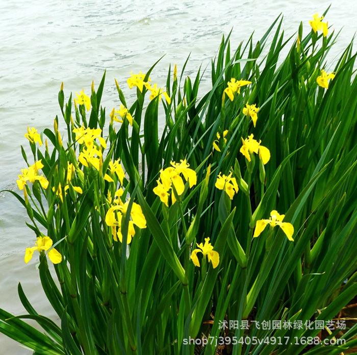 芦苇苗，景观绿化工程，全国销售