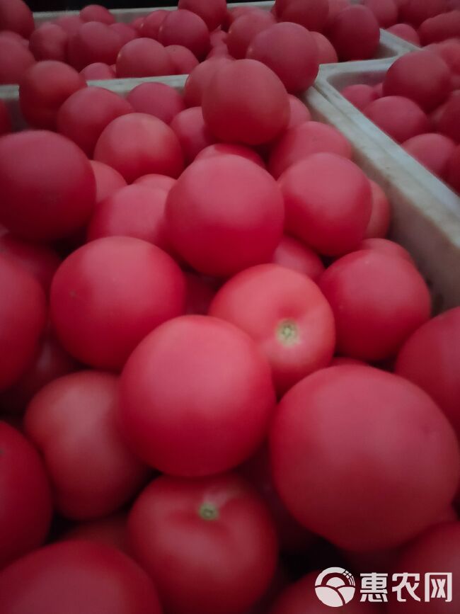 山东菏泽定陶黄店西红柿大量上市货源充足价格美丽。