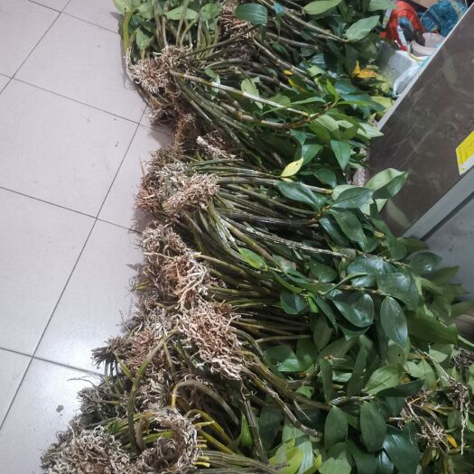 景谷县云南球花，称斤卖