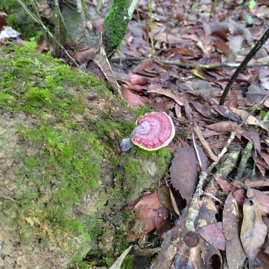 文山市灵芝深山采摘林芝云南正宗整枝正品黑灵芝片泡酒养生
