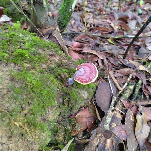 灵芝深山采摘林芝云南整枝正品黑灵芝片泡酒养生