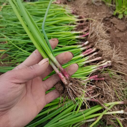 钻石红洋葱红皮圆葱农家自种