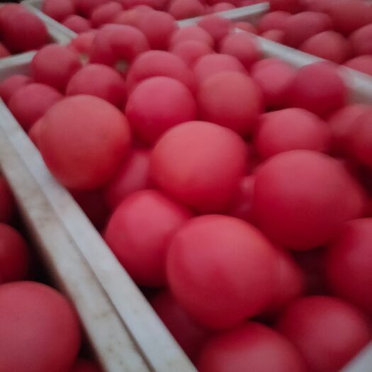 菏泽山东菏泽定陶黄店西红柿大量上市货源充足价格美丽。