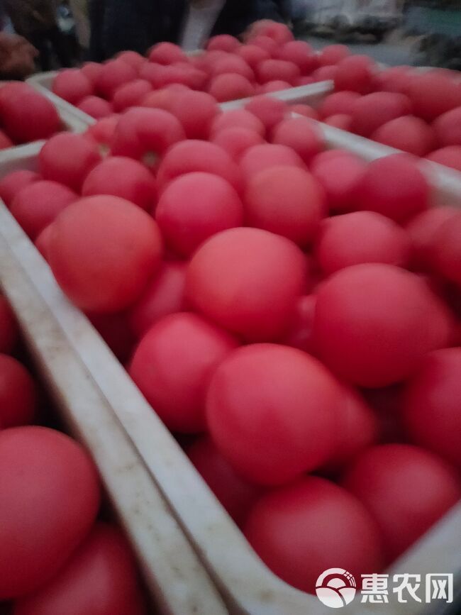 山东菏泽定陶黄店西红柿大量上市货源充足价格美丽。