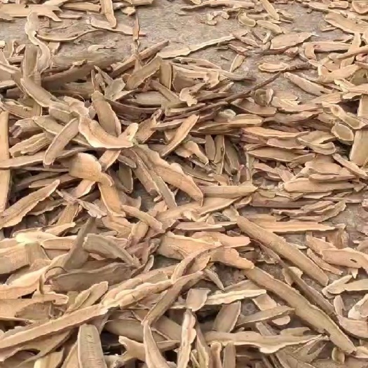 冠县灵芝手工切片