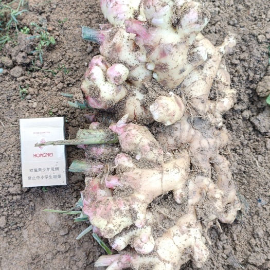 贺州大量提供大黄姜 肉姜 新鲜生姜 老姜头
