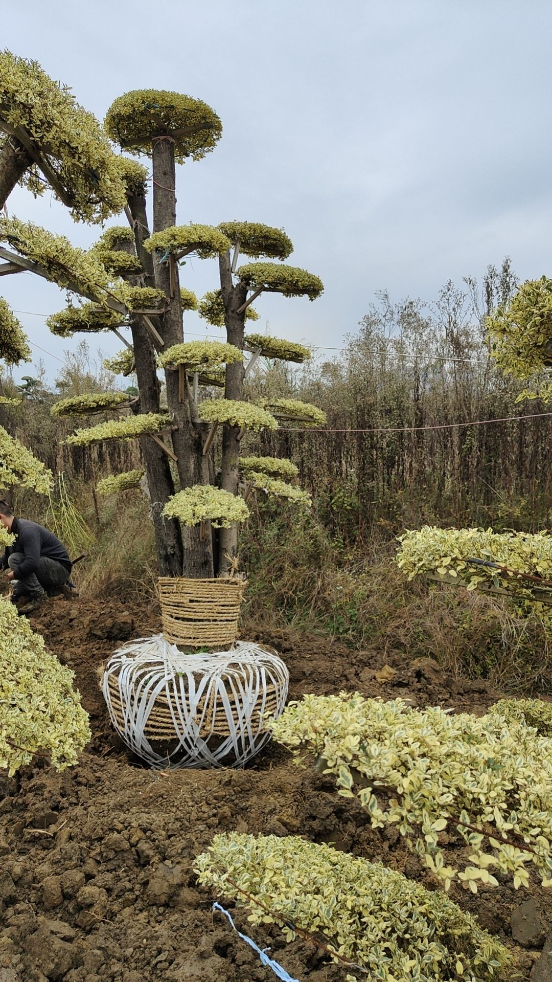 黑珍珠红继木 造型红花继木发源基地