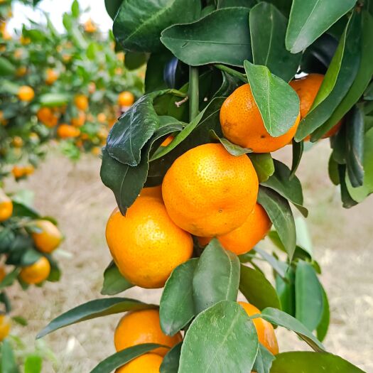 全州县广西桂林八月橘大量上市口感甜入口化渣货源充足