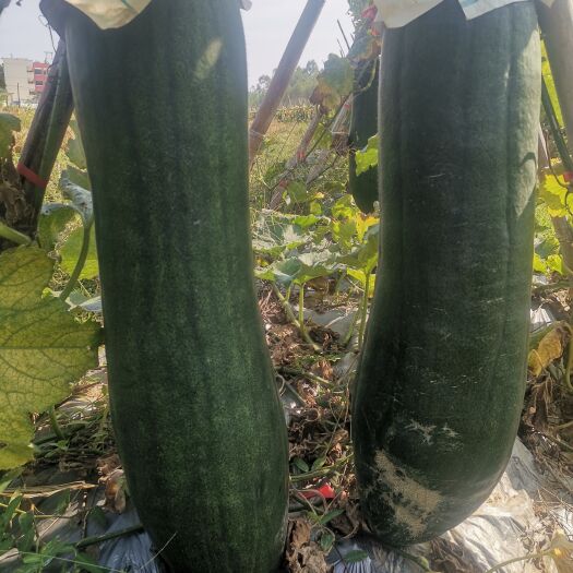 博白县东瓜：辣椒
