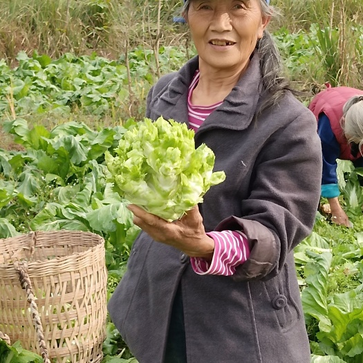 岳池县儿菜   自家种植    货源充足   品相好   量大