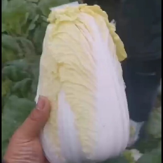 宜城市精包娃娃菜 大菜 小菜 毛菜