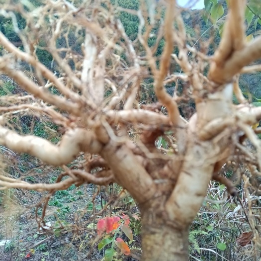 寻乌县江西肉质根黄花倒水莲