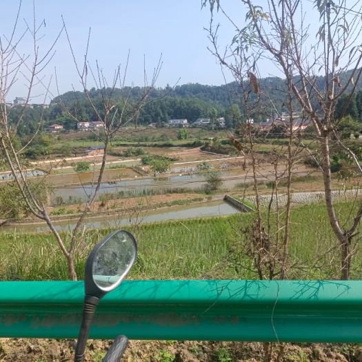 坑塘 精养虾塘转租