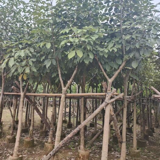 普宁市洋红 风铃木 5-8公分 （截杆骨架都有）诚信经营，保质保量