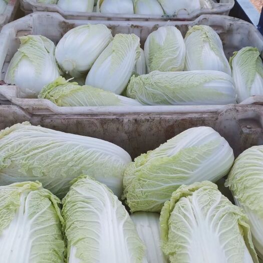 忻州大娃娃菜