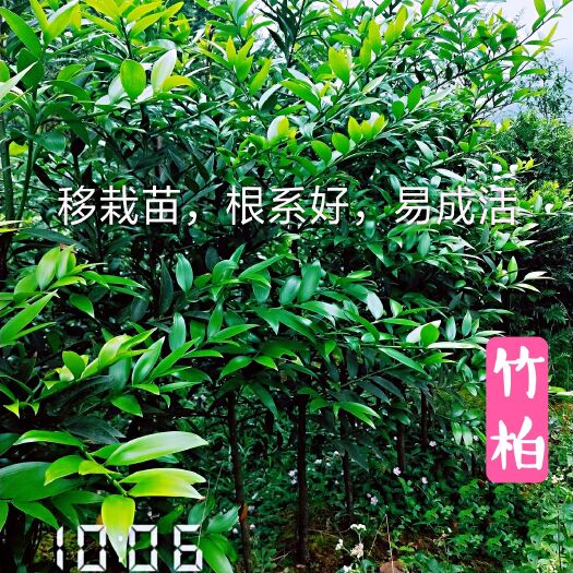 新宁县竹柏移栽苗，2-3米高，基地批发量大价优