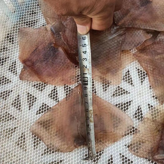 烟台火箭鱿鱼