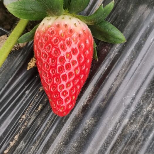 上海章姬奶油草莓批发，零售。