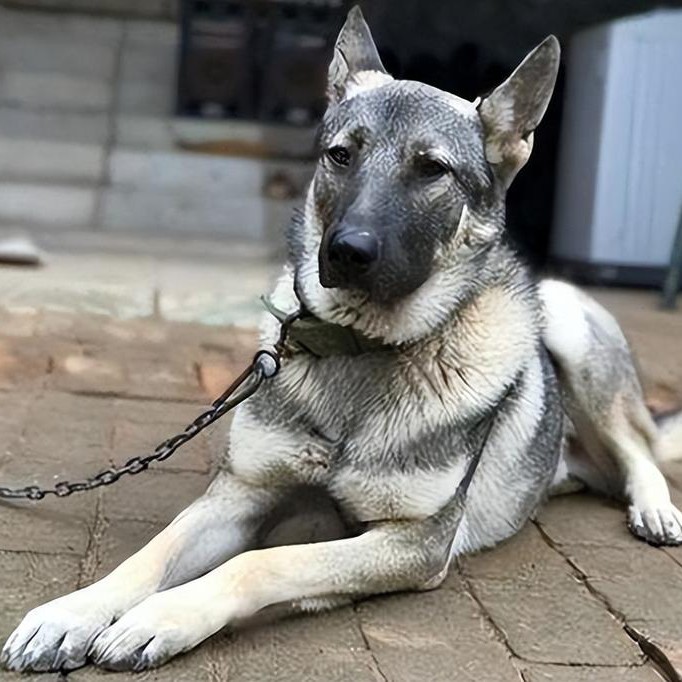 纯种狼青犬幼犬活体中华狼青犬军犬警犬看家护院大狼狗大型巨型犬