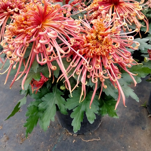 海宁市观赏大菊花