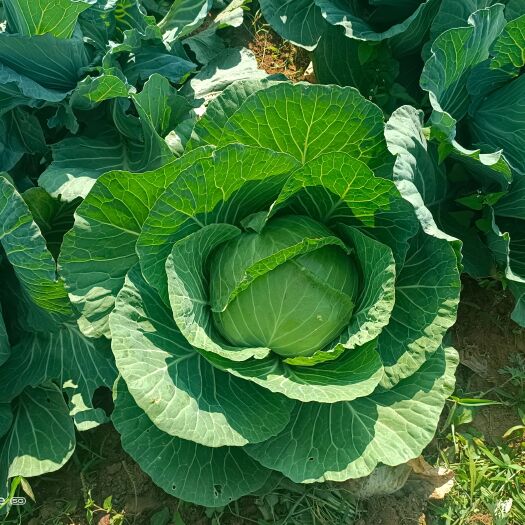 赫章县莲花白 3－4斤  产自贵州毕节赫章  露天