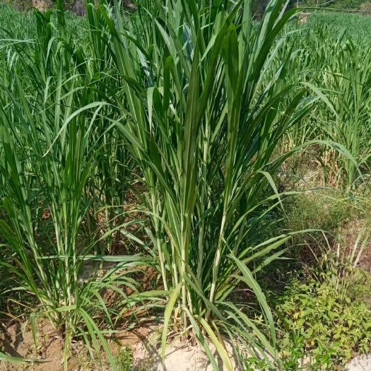 三明热研四号王草，青储，650/千克