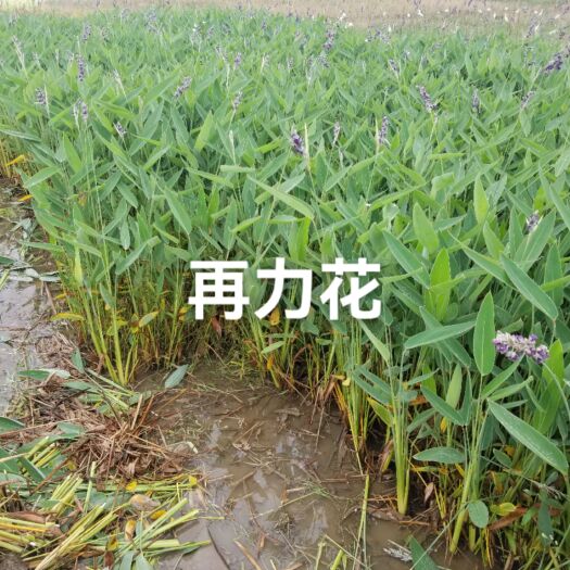 杭州水生植物  再力花