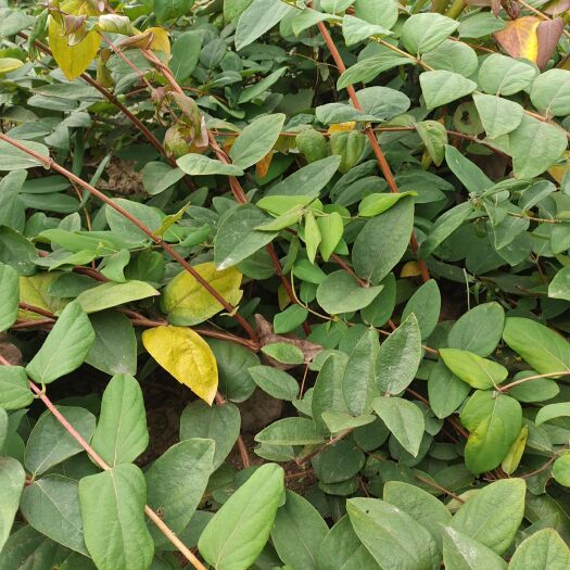 溆浦县湘蕾5号金银花苗