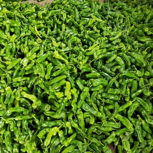 费县费县芜湖椒大量上市中