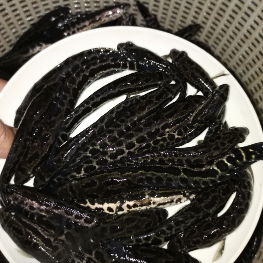 乌鱼苗 统货