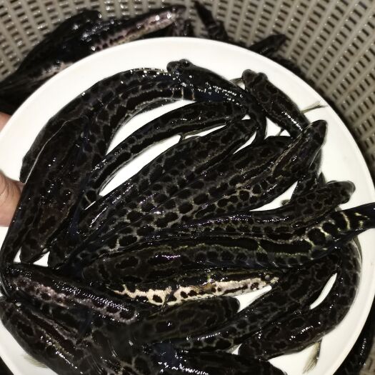 于都县乌鱼苗 统货
