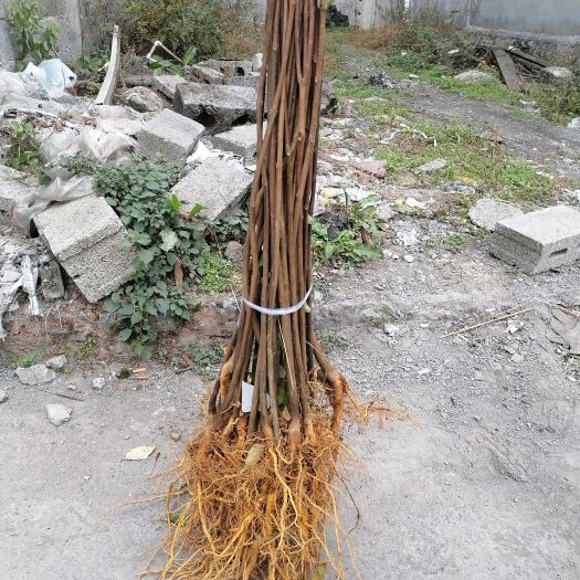 筠连县黄柏苗