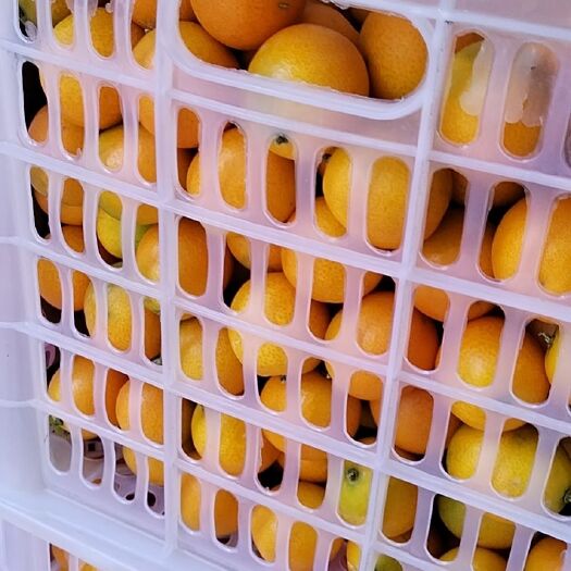 尤溪县金桔