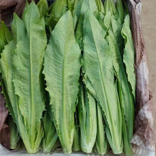 邯郸青油麦