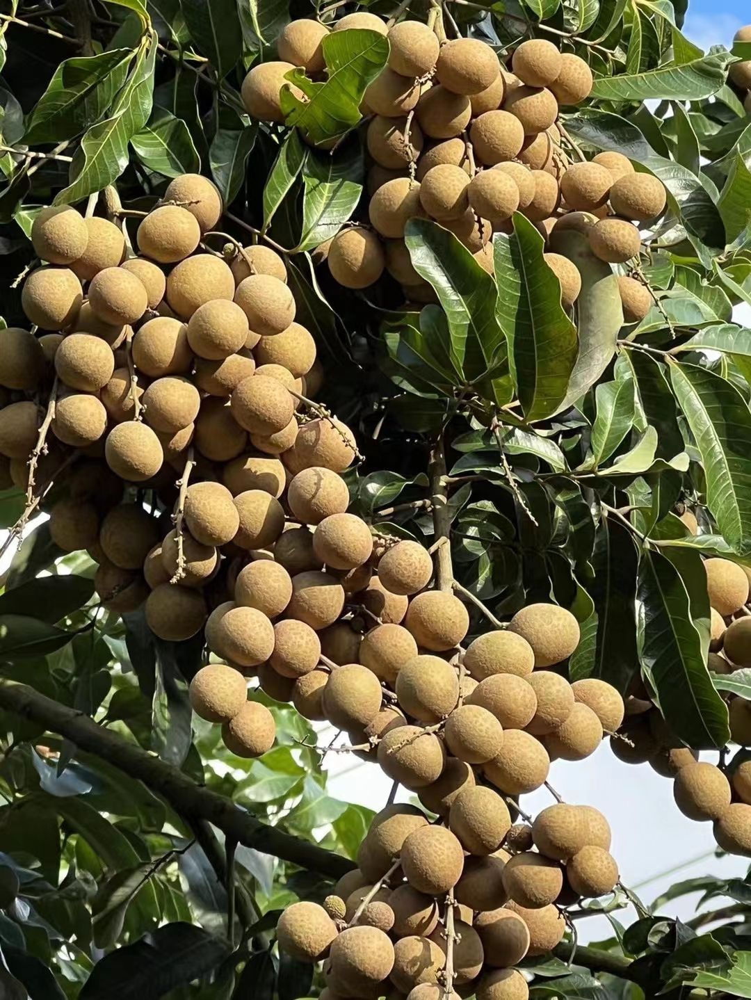 现摘海南龙眼果肉厚紧致基地直供现货秒发