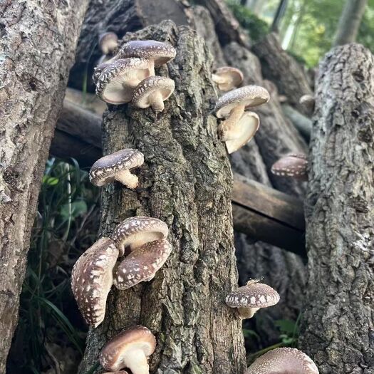随州椴木香菇  湖北随州椴木香菇基地