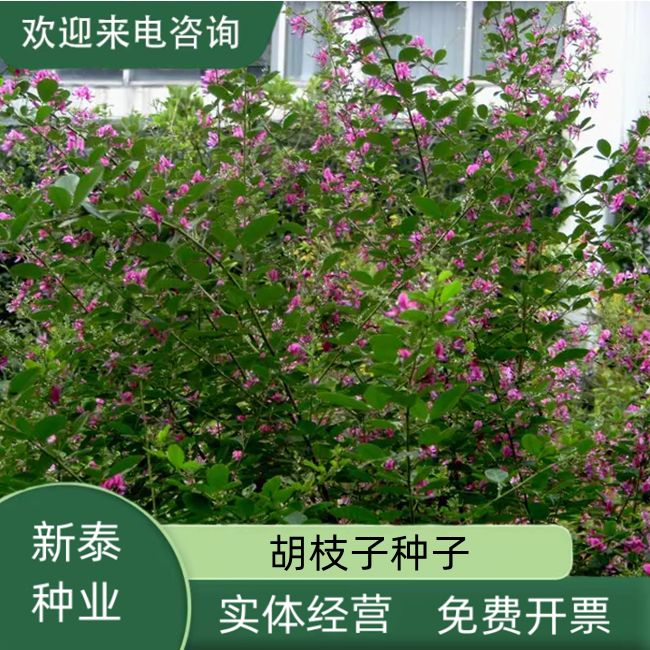 护坡灌木种子截叶胡枝子二色胡枝子种子花卉林木种子牡荆种子
